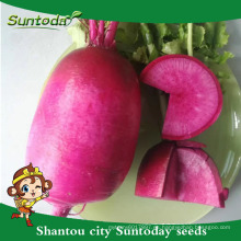 Suntoday vegetal agro high yield hybrid F1 Cultivo orgánico de semilla de rábano chery rojo para agricultura (51001)